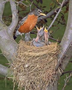 American_Robin_a23-2-001_l_0